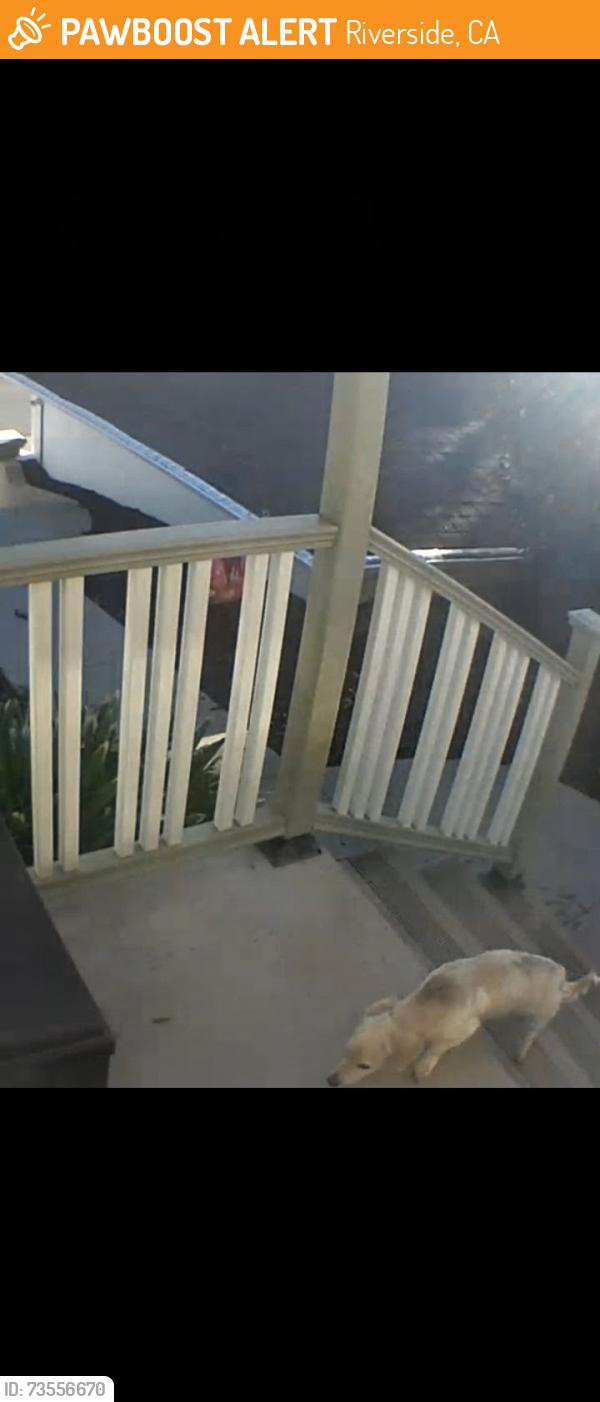 Found/Stray Unknown Dog last seen Market Street, Riverside, CA 92501