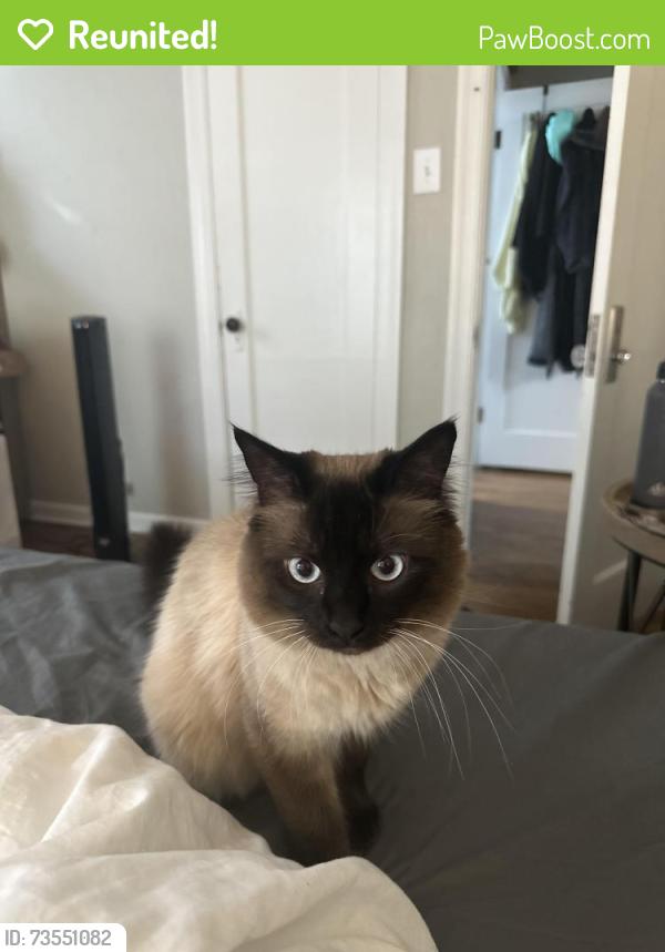 Reunited Male Cat last seen Crab Apple Cove Nursery, St. Louis, MO 63129