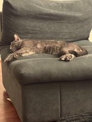 Lost Male Cat last seen Oak orchard ln, Houston, TX 77433