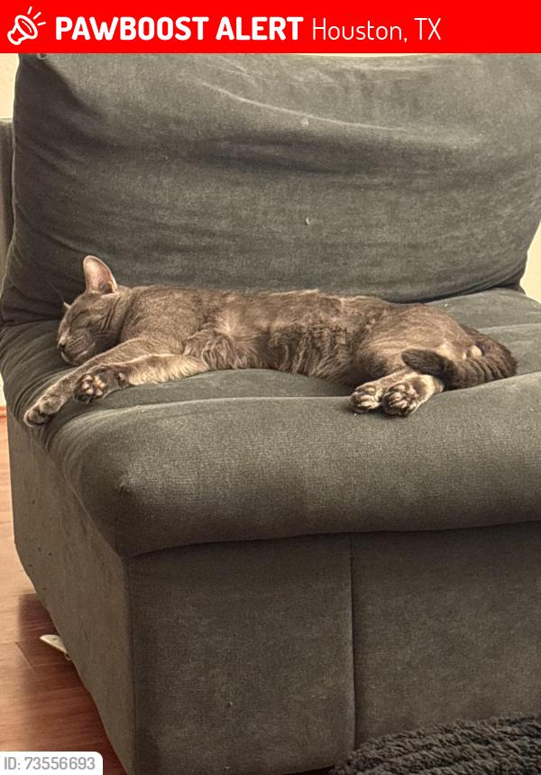 Lost Male Cat last seen Oak orchard ln, Houston, TX 77433