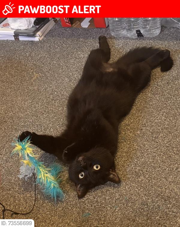 Lost Female Cat last seen Schofield lane, Huddersfield, England 