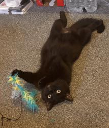 Lost Female Cat last seen Schofield lane, Huddersfield, England 