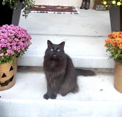 Lost Male Cat last seen A Street & S 214th Street, Elkhorn, NE 68022