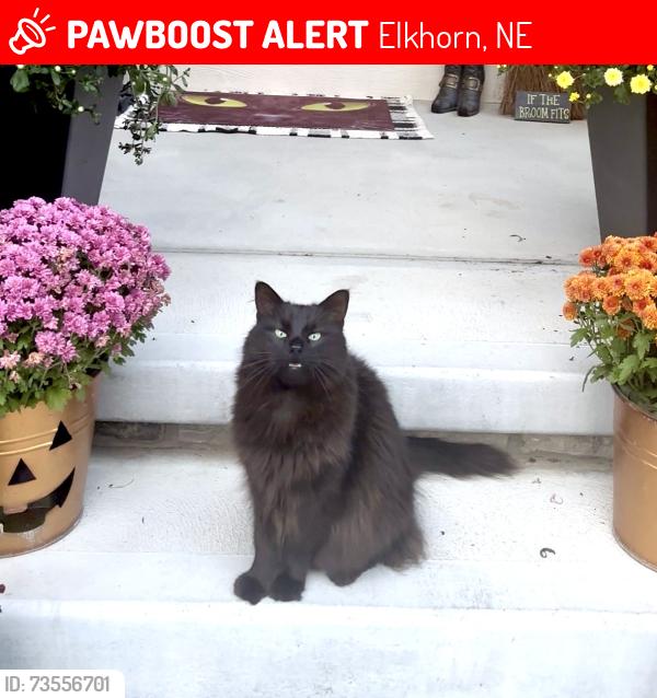 Lost Male Cat last seen A Street & S 214th Street, Elkhorn, NE 68022