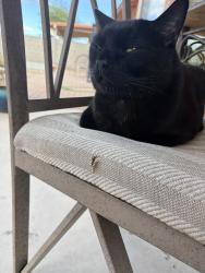 Lost Male Cat last seen Rita rd, Tucson, AZ 85705