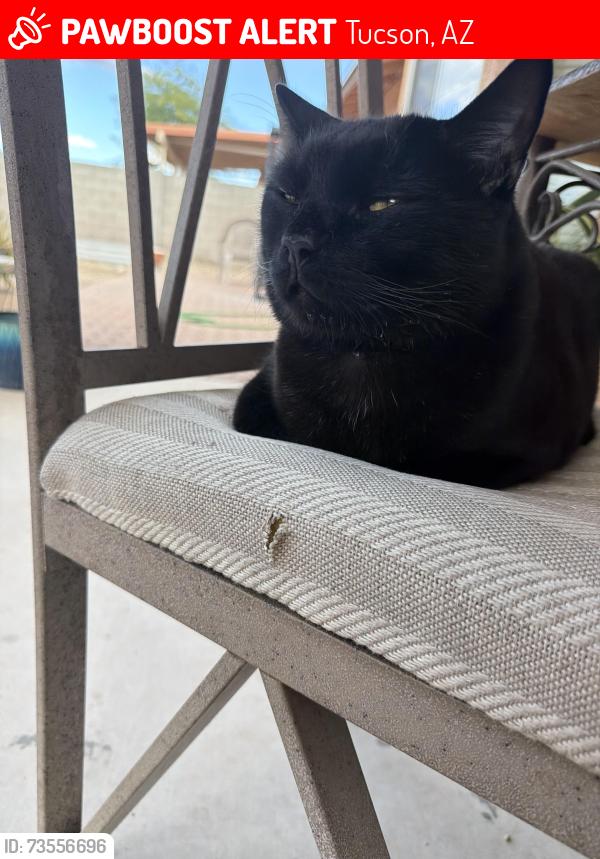 Lost Male Cat last seen Rita rd, Tucson, AZ 85705