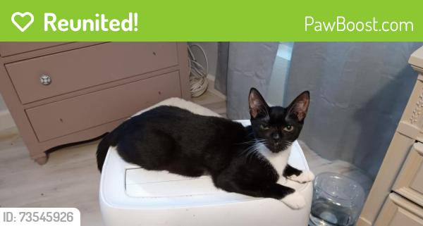 Reunited Female Cat last seen Near 96TH AVE N, Pinellas Park, FL 33782