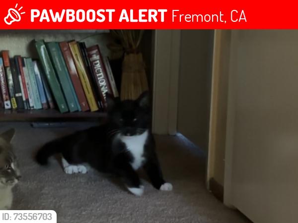 Lost Male Cat last seen Blacow rd and central ave, Fremont, CA 94537
