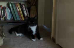 Lost Male Cat last seen Blacow rd and central ave, Fremont, CA 94537