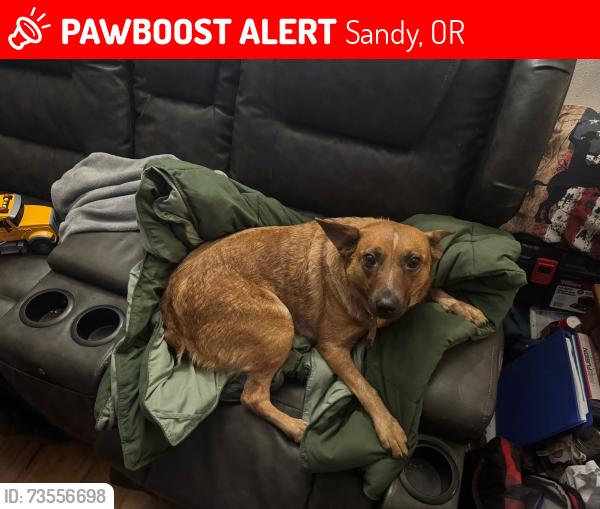 Lost Female Dog last seen Coalman Rd near Sandy, OR, Sandy, OR 97055