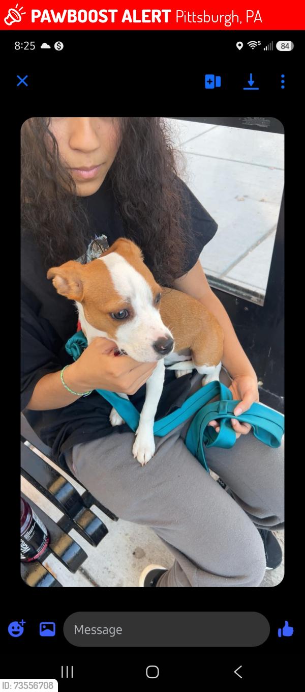 Lost Female Dog last seen James and north, Pittsburgh, PA 15212