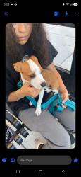 Lost Female Dog last seen James and north, Pittsburgh, PA 15212