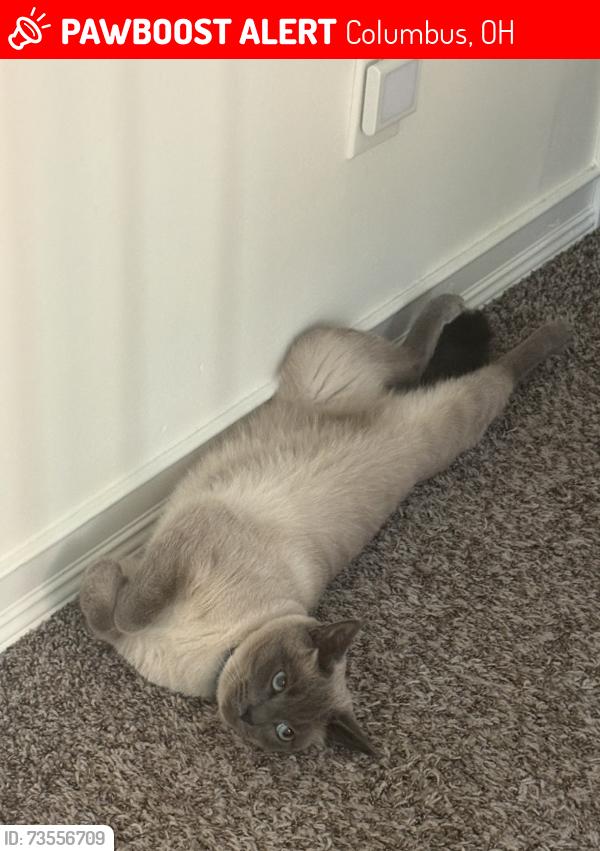 Lost Male Cat last seen Harrison Ave, Columbus Ohio, Columbus, OH 43201