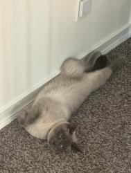 Lost Male Cat last seen Harrison Ave, Columbus Ohio, Columbus, OH 43201