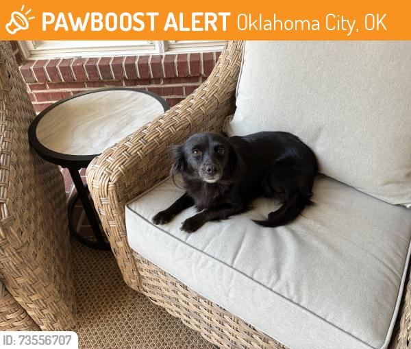 Found/Stray Unknown Dog last seen Spartanburg, Oklahoma City, OK 73159