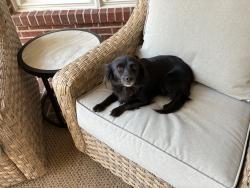 Found/Stray Unknown Dog last seen Spartanburg, Oklahoma City, OK 73159