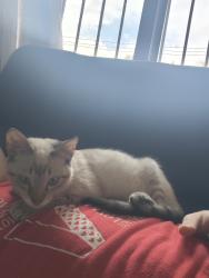 Lost Male Cat last seen Maso di bianco, R. Maso di Bianco,  