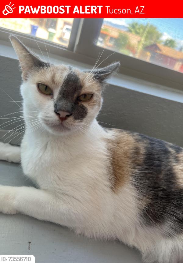 Lost Female Cat last seen Sarnoff and Ruby, Tucson, AZ 85730