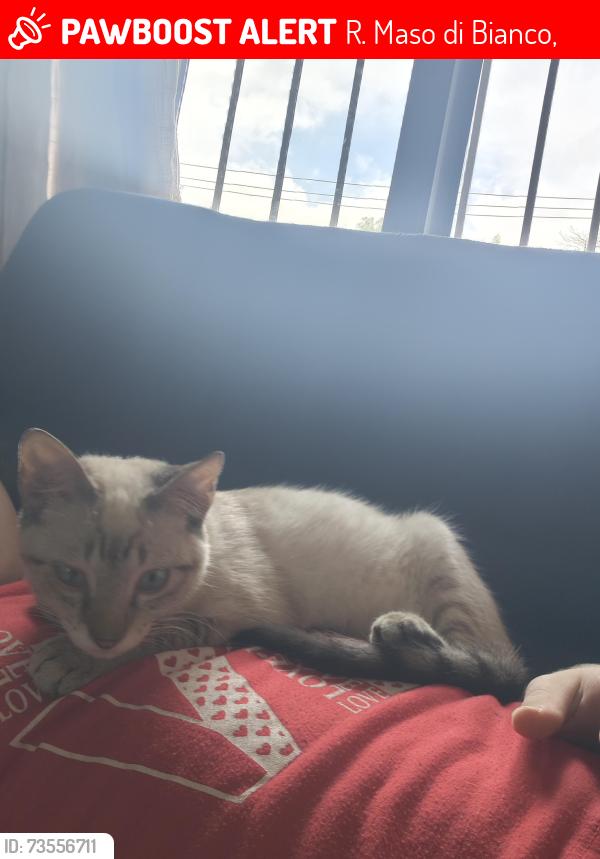 Lost Male Cat last seen Maso di bianco, R. Maso di Bianco,  