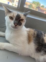 Lost Female Cat last seen Sarnoff and Ruby, Tucson, AZ 85730