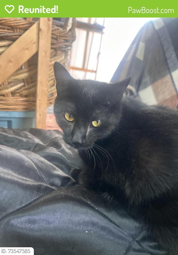 Reunited Female Cat last seen Spinnerstown hotel, Quakertown, PA 18951
