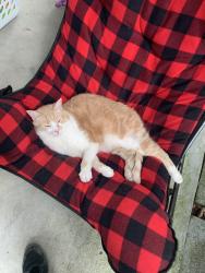 Lost Male Cat last seen Prairie Avenue, Coast Meridian Rd, Port Coquitlam, BC V3B 3K2