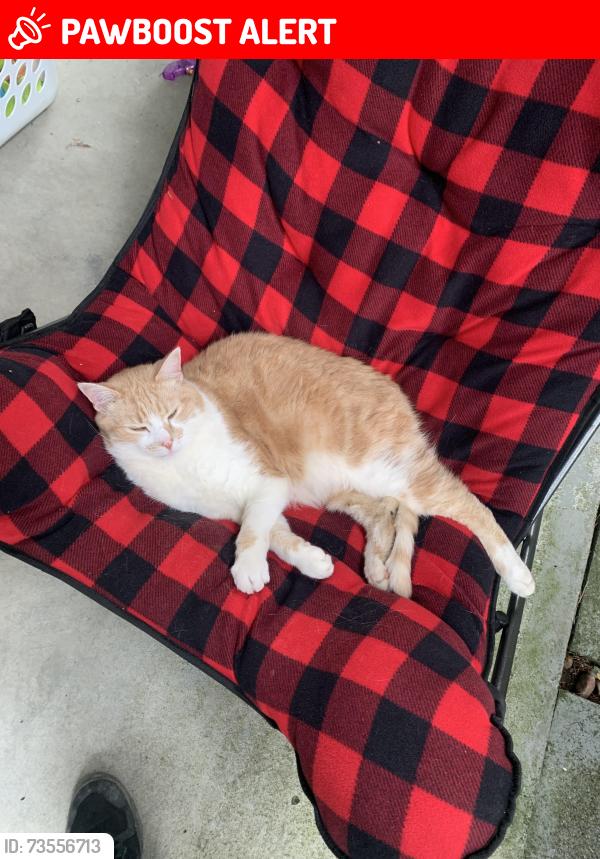 Lost Male Cat last seen Prairie Avenue, Coast Meridian Rd, Port Coquitlam, BC V3B 3K2