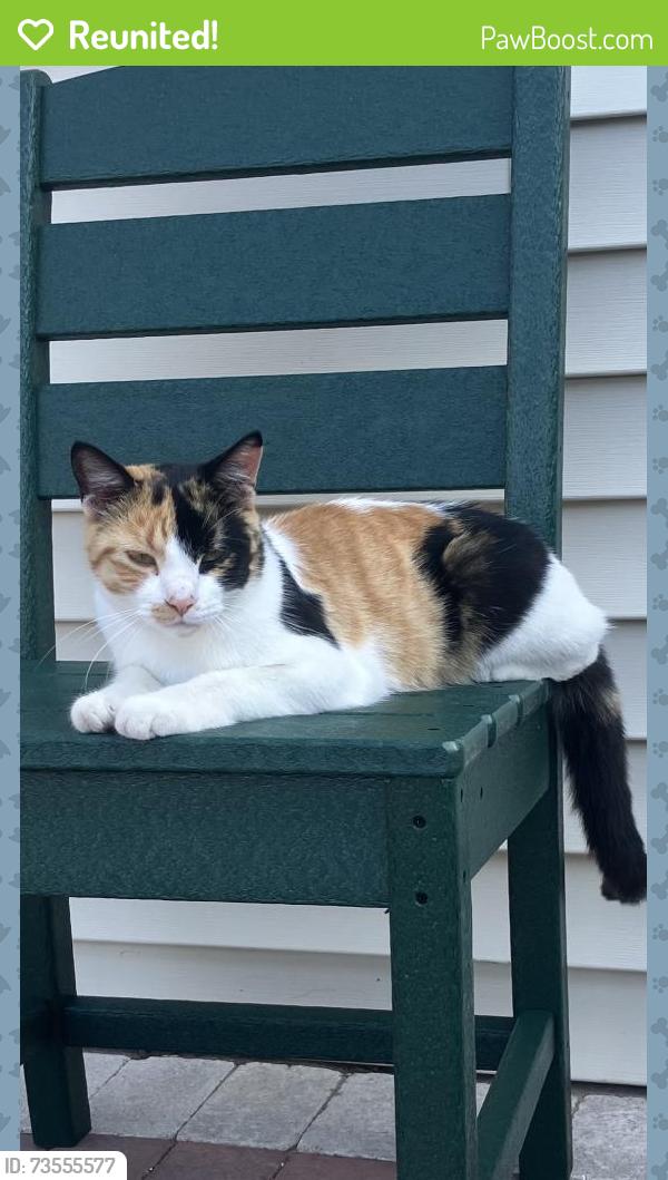 Reunited Female Cat last seen halverson rd, Stoughton, WI 53589