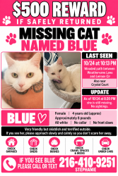 Lost Female Cat last seen Weathervane & Lennox Circle, Brunswick, OH 44212