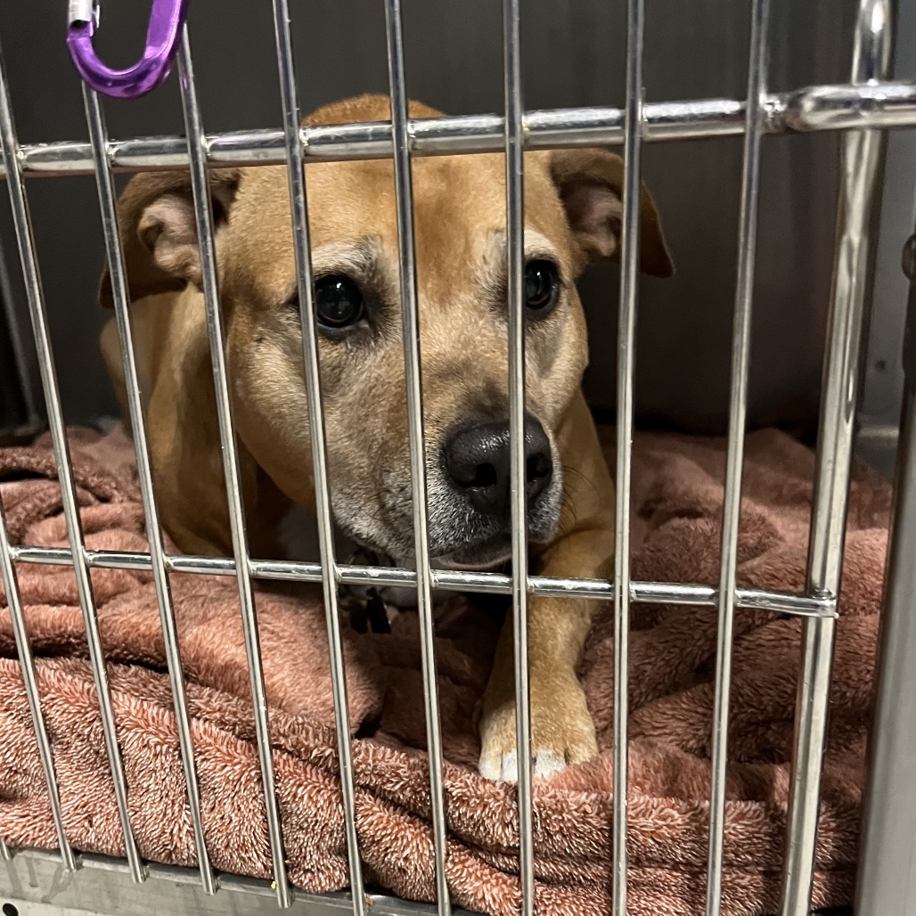 Shelter Stray Female Dog last seen , 980 Guilford College Rd, Greensboro, NC 27409, USA