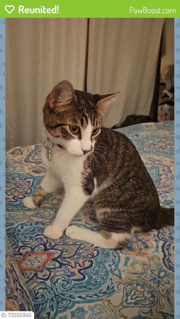 Reunited Male Cat last seen Saint Andrews Dr Brentwood NY, Brentwood, NY 11717