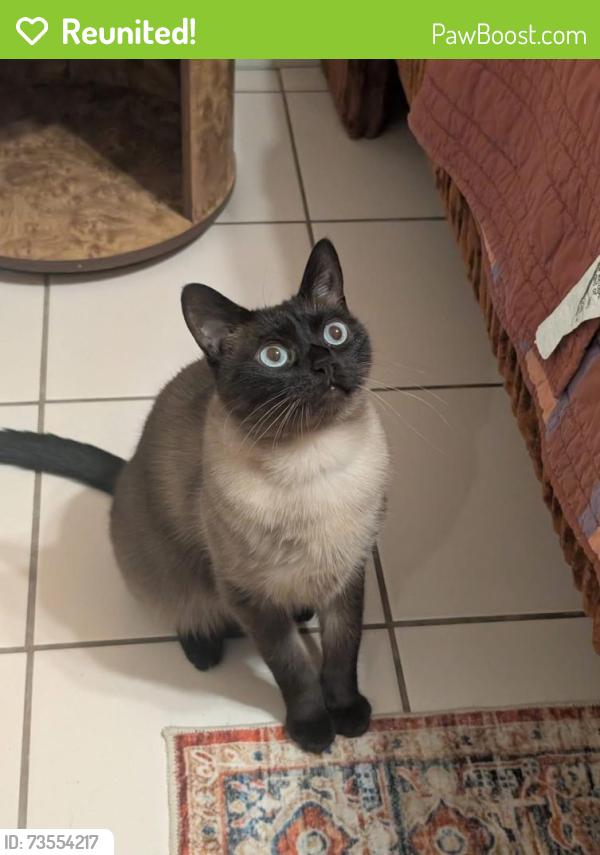 Reunited Male Cat last seen Isle of wright, weatherbee, Orlando, FL 32837