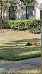 Found/Stray Male Dog last seen Near San Mateo Cove Memphis, Memphis, TN 38115