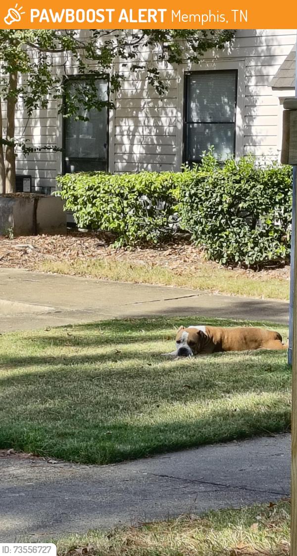 Found/Stray Male Dog last seen Near San Mateo Cove Memphis, Memphis, TN 38115