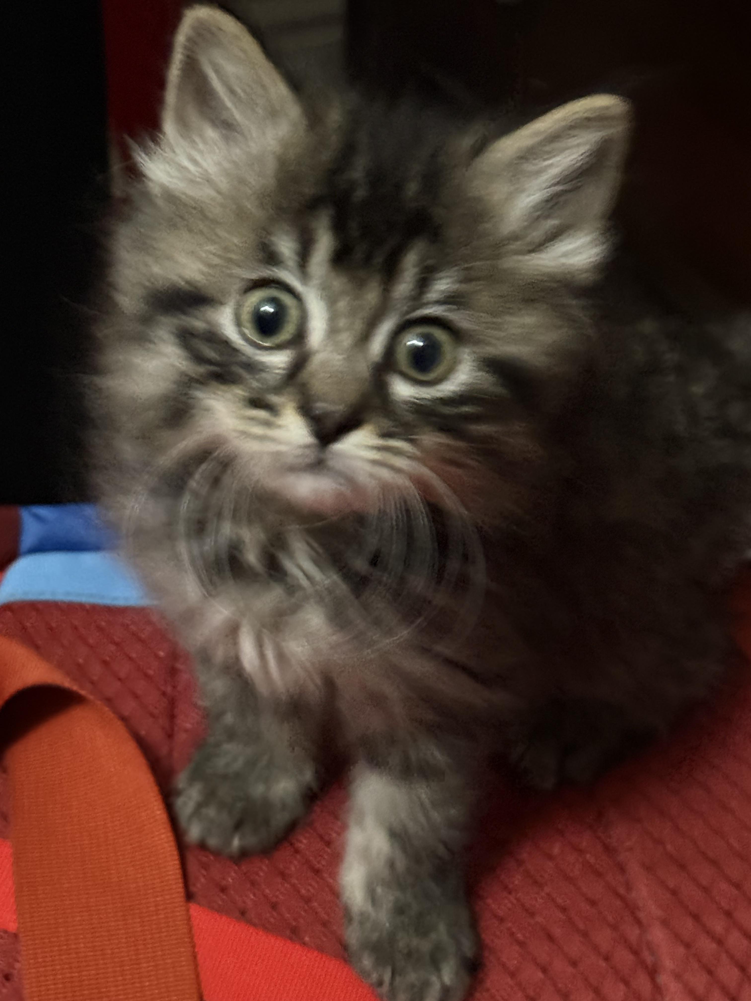 Shelter Stray Female Cat last seen Near W 300 N, Clearfield, UT 84015, USA, 1422 E 600 N, Fruit Heights, UT 84037, USA