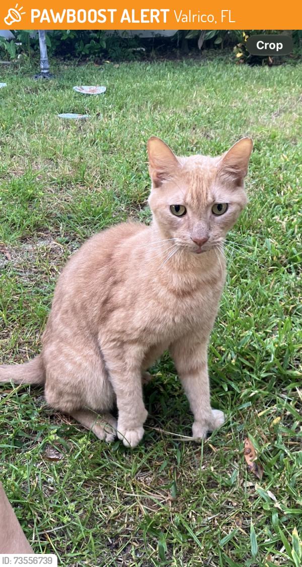 Found/Stray Male Cat last seen Mountain meadow way valrico, Valrico, FL 33584