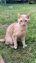 Found/Stray Male Cat last seen Mountain meadow way valrico, Valrico, FL 33584
