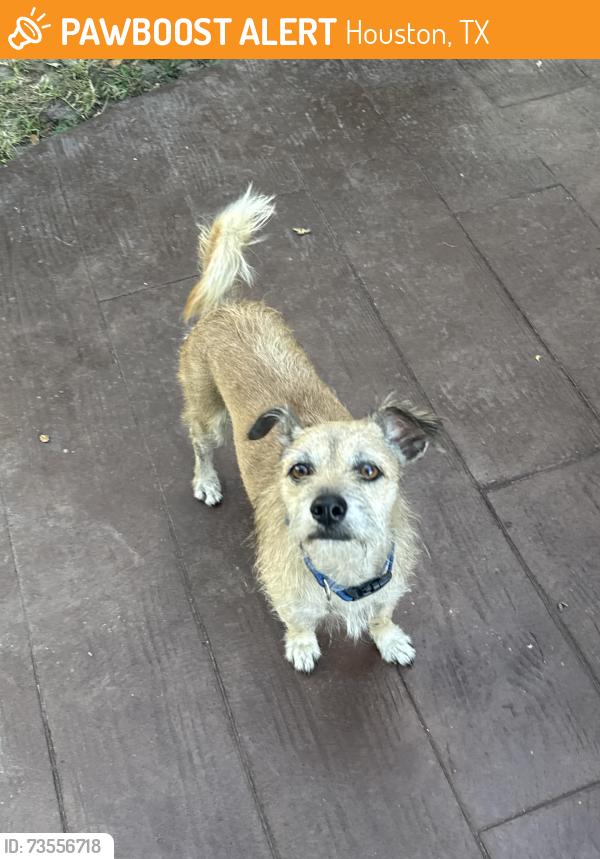 Found/Stray Male Dog last seen Sam, Houston, Beltway, Sagemont Church parking lot, Houston, TX 77089