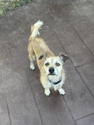 Found/Stray Male Dog last seen Sam, Houston, Beltway, Sagemont Church parking lot, Houston, TX 77089