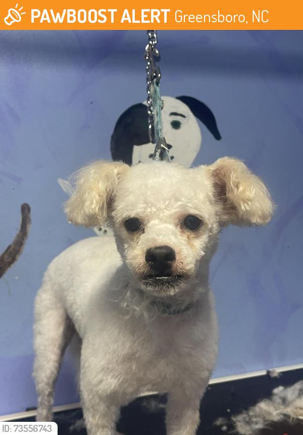 Found/Stray Male Dog last seen Four seasons Mall, Greensboro, NC 27406