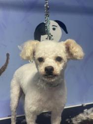 Found/Stray Male Dog last seen Four seasons Mall, Greensboro, NC 27406