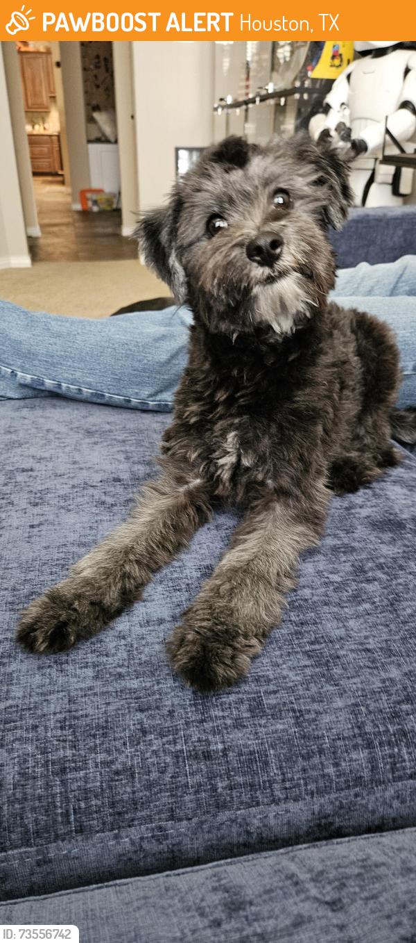 Found/Stray Male Dog last seen Near Mueschke & 99, Houston, TX 77433