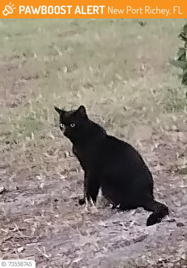 Found/Stray Male Cat last seen Sims Park, New Port Richey, FL 34652