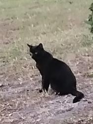 Found/Stray Male Cat last seen Sims Park, New Port Richey, FL 34652