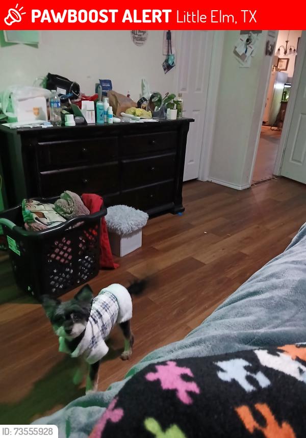 Lost Female Dog last seen Near MEGAN CREEK DR little elm texas 75068, Little Elm, TX 75068