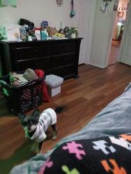 Lost Female Dog last seen Near MEGAN CREEK DR little elm texas 75068, Little Elm, TX 75068