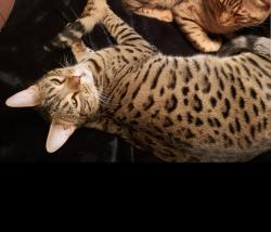 Lost Male Cat last seen SW Bedford St and SW 131st in King City, OR, King City, OR 97224