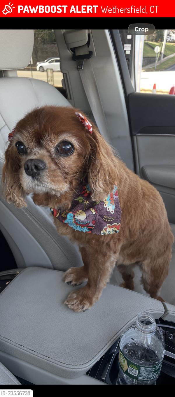 Lost Female Dog last seen Chamberlain, Wethersfield, CT 06109
