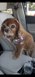 Lost Female Dog last seen Chamberlain, Wethersfield, CT 06109