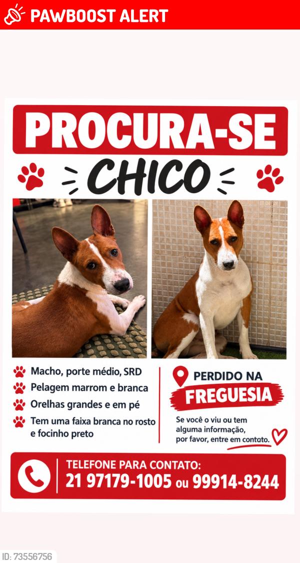 Lost Male Dog last seen Perto do prezunic, Freguesia (Jacarepaguá), RJ 22755-158